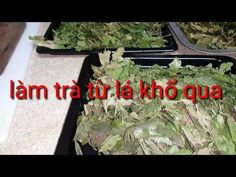 Làm trà từ lá khổ qua - making tea from bitter melon leaves