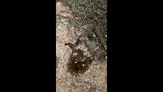 Confetti Prairie Dog
