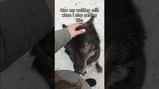 Wolfdog Pets