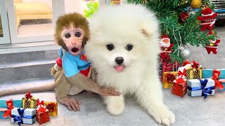 Monkey Baby Bon Bon Eats Watermelon Ice Cream With Puppy At His House On Christmas Day