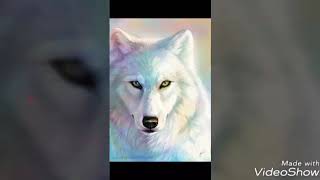 Ashley, Wolfychu, Me Friendskatgaming, Foxygirl