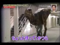 Broma Japonesa Dinosaurio