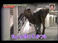 Broma Japonesa Dinosaurio