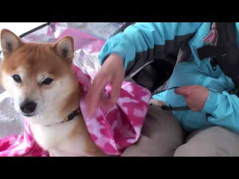 Cute is Not Enough | Funny Cats and Dogs Compilation | Pet Center p15