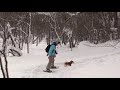 Cute is Not Enough | Funny Cats and Dogs Compilation | Pet Center p15