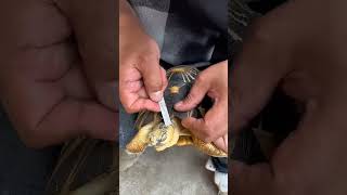 Star Turtles