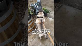 Pug Is Angry