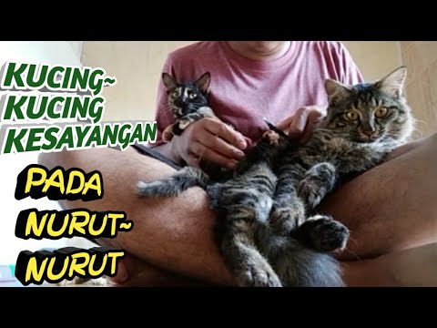 KUCING~KUCING KESAYANGAN PADA NURUT~NURUT