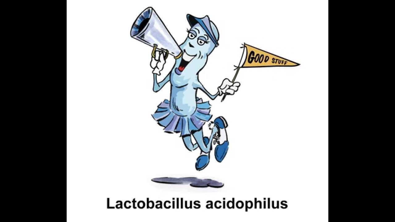 2019 year - How to Find Acidophilus 2019 year