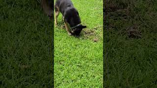 Mole Hunting With Emma, Summer 2023