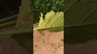Alternaria Leaf Spot Of Mustard