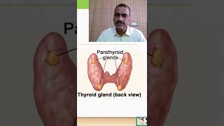 Parathyroid Gland