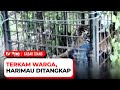 Terkam Manusia, Seekor Harimau Sumatera di Riau Berhasil Ditangkap | Kabar Siang tvOne