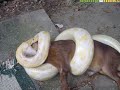 Snake Eats Person And Other Stuff