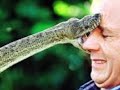 Snake Eats Person And Other Stuff images Snake Eats Person And Other Stuff