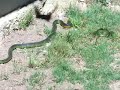Savage Fight to the Death, Deadly Snake vs House Sparrow.