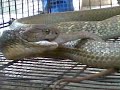 King Cobra Makan Ular Rusuk Kerbau images King Cobra Makan Ular Rusuk Kerbau