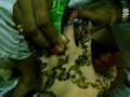 Henna in Goa
