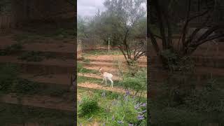 Giselles Running At The San Antonio Zoo