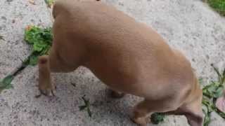 Roxy The Staffordshire Bullterrier Puppy. Theres A Monster In The Dog Flap