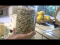 Como hacer germinados - LA VERDAD ETERNA