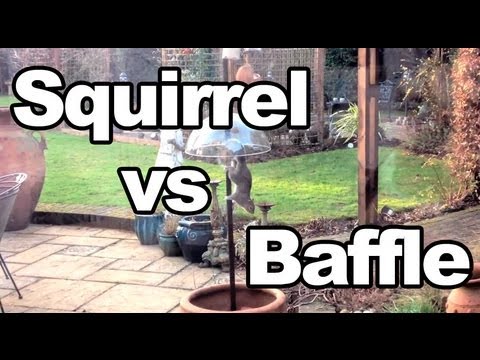 Squirrel vs Anti-Squirrel Baffle