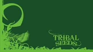 Watch Tribal Seeds Creator video