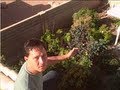 Winter Backyard Organic Vegetable Garden Tour in Las Vegas