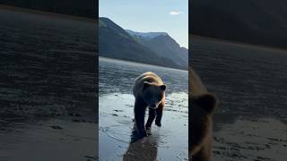 Aggressive Brown Bear Cub