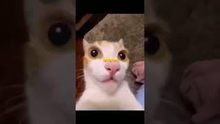 Gato Sorprendido