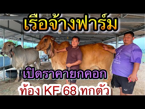 เรือจ้างฟาร์ม อ.บัวใหญ่ จ.นครราชสีมา