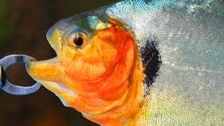 Crazy Lure Fishing At Rio Xingu In Brazil - Amazon Angler
