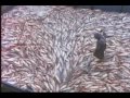 Video Видео жизненный цикл лосося, нерест.f4v