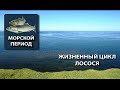 Video Видео жизненный цикл лосося, нерест.f4v