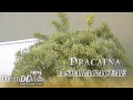 Dracaena reflexa - Song of India (Asparagaceae) Pleomele (Florianópolis - Brasil)