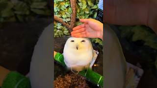 Why Snowy Owls Are The Cutest Birds On Earth