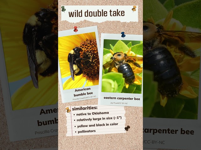 Watch Wild Double Take 🐝 Bees on YouTube.