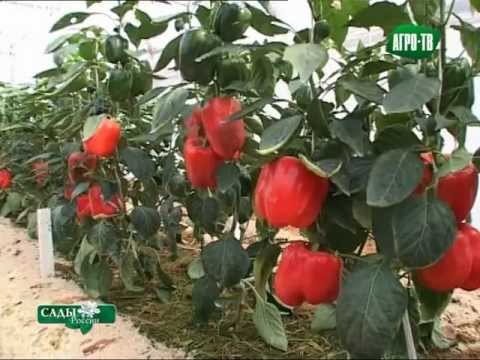 Как посадить большие помидоры Как посадить большие помидоры