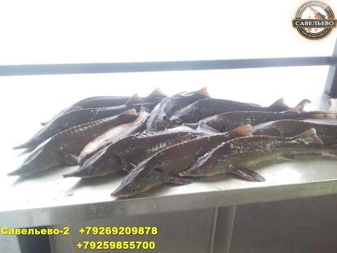 ловля форели по открытой воде ловля форели по открытой воде