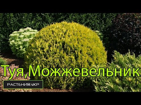Как разводят спирт в домашних условиях Как разводят спирт в домашних условиях