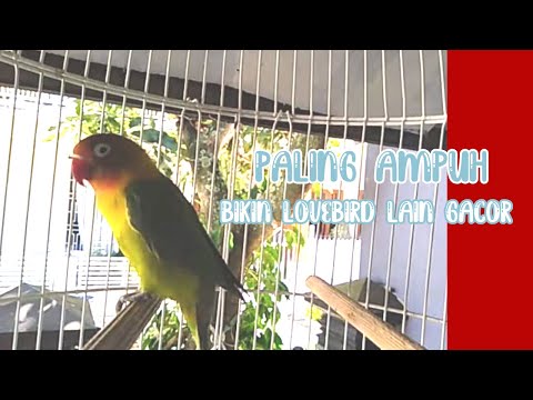 Paling Ampuh Bikin Labet Lain Gacor !!! Pancingan Lovebird Ngetik Ngekek Panjang !!!