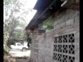 algunos de mis pajaros