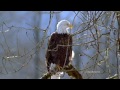POEATREEMAN DEDICATED TO BILL MADISON :Eagle s flight ERNESTO CORTAZAR