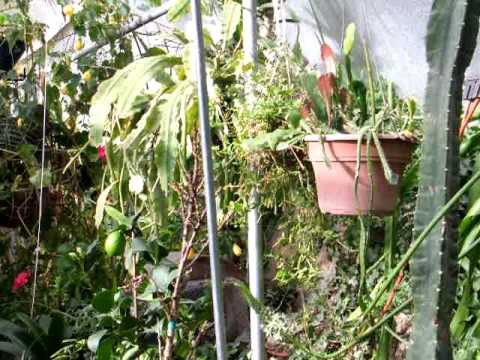 Walipini Underground Greenhouse