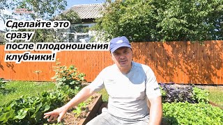 Сделайте Это С Клубникой Сразу Же После Плодоношения.