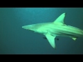 Protea Banks, South Africa - Yudhika Naidoo diving with Aqua Planet. Protea Banks, South Africa - Yudhika Naidoo diving with Aqua Planet.