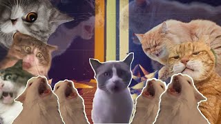 Imagine Dragons - Believer Cat Cover Or Miaw Cover