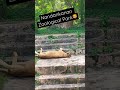 #Nandankanan Zoological Park #odisa #zoo