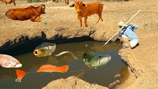 Bắt Cá Bằng Phi Lao Giống Người Nguyên Thủy Và Cái Kết Khó Tin.Primitive Catching Fish By Hands