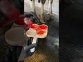 Mastitis test #cow #veterinary #animals #milking #farming